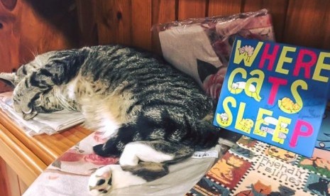 Kucing bebas berkeliaran dan bermain di Cat Cuddle Cafe Brisbane, Australia.