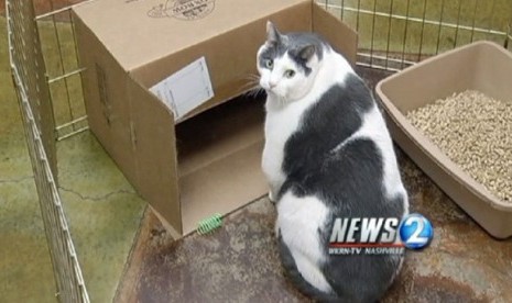 Kucing bernama Budha yang terpaksa diet karena kegemukan 