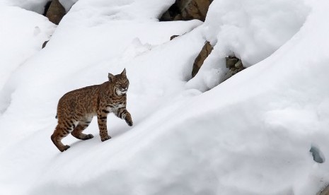 Kucing besar Lynx.