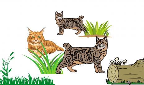 kucing hutan (ilustrasi)