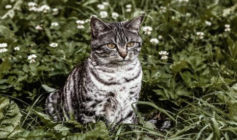 Kucing (ilustrasi). Dinas Ketahanan Pangan Pertanian dan Perikanan (DKP3) Kota Depok melalui Unit Pelaksana Teknis Dinas (UPTD) Pusat Kesehatan Hewan (Puskeswan) mengadakan sterilisasi kucing jantang domestik secara gratis untuk menyambut Hari Jadi Ke-23 Kota Depok.