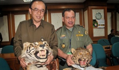 Kulit harimau, barang bukti hasil operasi satwa liar ilegal.