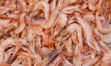 Kulit udang