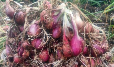 Kulon Progo siap kembangkan bawang merah ramah lingkungan.