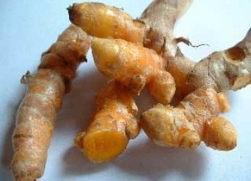 Kunyit (curcuma domestica val).