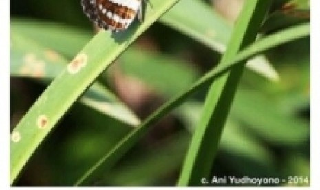 kupu-kupu di instagram ibu ani