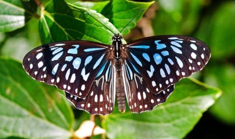 Kupu-kupu jenis ‘harimau biru’.