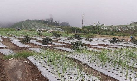 KUR untuk pengembangan bawang putih Temanggung ditargetkan terserap Rp 1 triliun