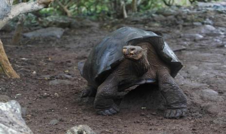 Kura-kura raksasa yang ada di salah satu Kepulauan Galapagos Ekuador