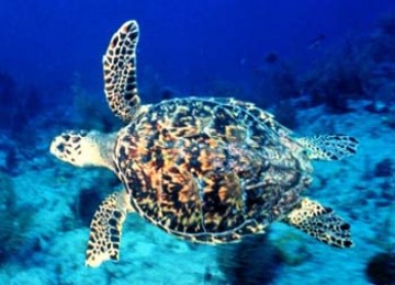 Kura-kura hawksbill 