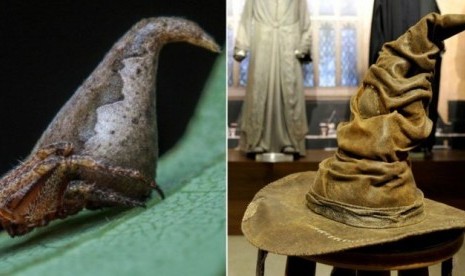 Laba-laba Eriovixia gryffindori yang punya kemiripan dengan topi seleksi serial Harry Potter ditemukan ilmuwan di India.