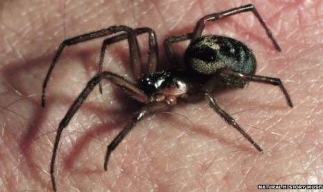 Laba-laba false widow