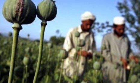 Ladang opium di Afghanistan