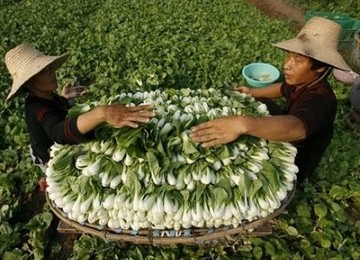 Ladang pertanian di Cina