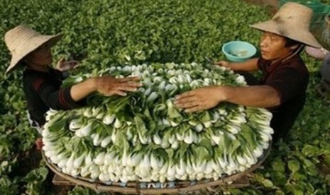 Ladang pertanian di Cina