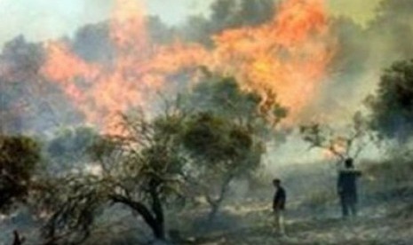 Pemukim Israel Hancurkan Panen Zaitun Petani Palestina. Ladang Zaitun milik warga Palestina yang dibakar pemukim Yahudi