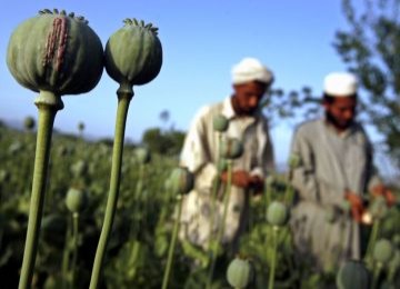 Ladang opium di Afghanistan