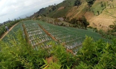 Lahan bawang putih di Temanggung