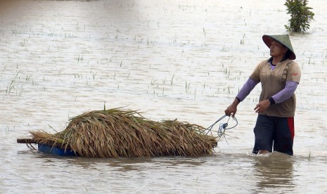 Lahan padi terendam banjir di Tulungagung. ilustrasi. Sejumlah desa di wilayah Tulungagung selatan dilanda banjir bandang akibat hujan deras yang mengguyur wilayah tersebut sejak Ahad (2/10/2022) malam.