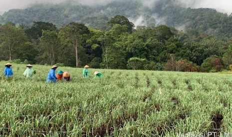 Lahan pertanian bawang putih di Banyuwangi