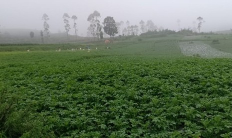 Lahan pertanian di Dieng.