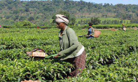 Lahan pertanian di Ethiopia.