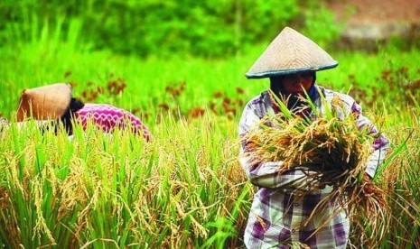 Lahan pertanian, salah satu faktor penopang ketahanan pangan nasional (ilustrasi)