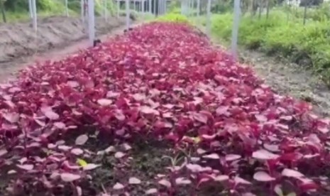 Lahan pertanian sayur organik di Sleman, Yogyakarta