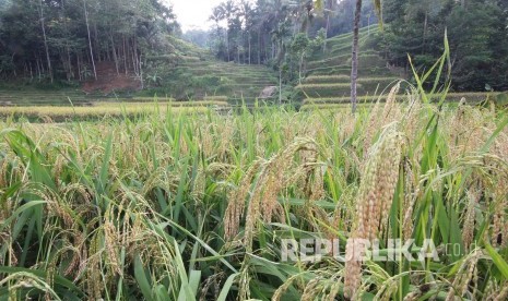 Lahan pesawahan di Kampung Naga, Kabupaten Tasikmalaya, Kamis (2/11).