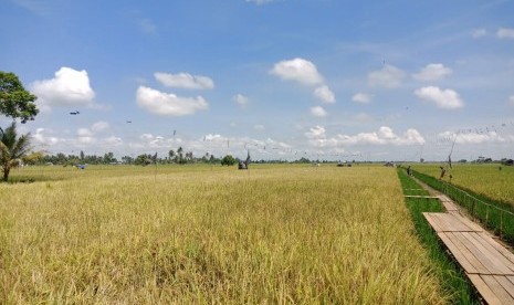 Lahan rawa yang dijadikan lahan pertanian.