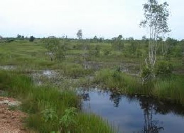 Peatland (Illustration)