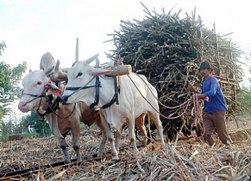 Lahan tebu