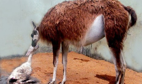 Lama Gunaco melahirkan secara alami di TSI Bogor.