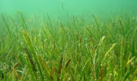 Lamun, sejenis rumput yang hidup di dasar laut.