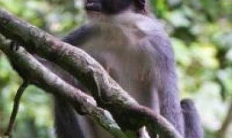 A langur  (Presbytis Hosei canicrus)