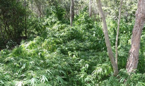  Lebih dari 1000 tanaman ganja ditemukan di tengah semak, di dalam sebuah properti di Brisbane.