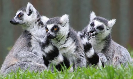 Lemur ekor cincin