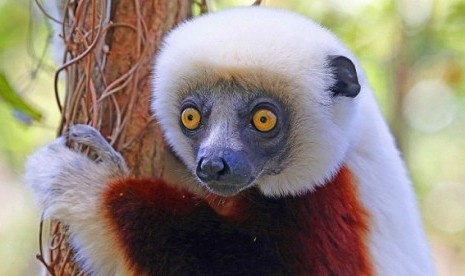 Lemur (Ilustrasi)