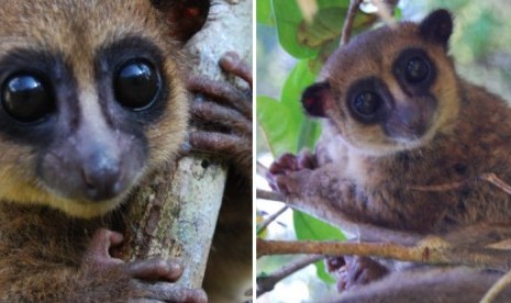 Lemur kecil di Madagaskar.