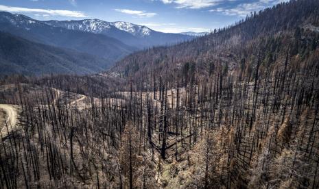 Lereng bukit yang terbakar tempat para kru menanam bibit termasuk Sequoia Raksasa di Hutan Percontohan Negara Bagian Mountain Home di luar Springville, California, pada 26 April 2022. Kebakaran yang merusak dalam beberapa tahun terakhir yang membakar terlalu panas bagi hutan untuk tumbuh kembali dengan cepat telah jauh melampaui kemampuan pemerintah untuk menanam kembali pohon.