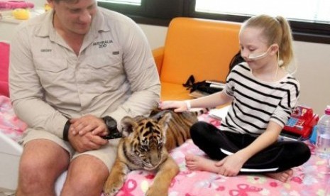 Lily Flynn, 11 tahun, mengelus bayi harimau yang mengunjungi rumah sakit di Brisbane. 