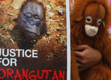 Lindungi orang utan (ilustrasi)