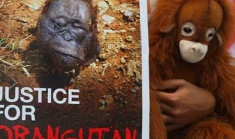 Lindungi orang utan (ilustrasi)