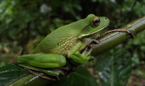 Litoria infrafrenata.