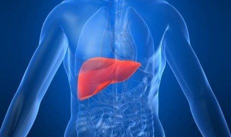 Liver (ilustrasi)