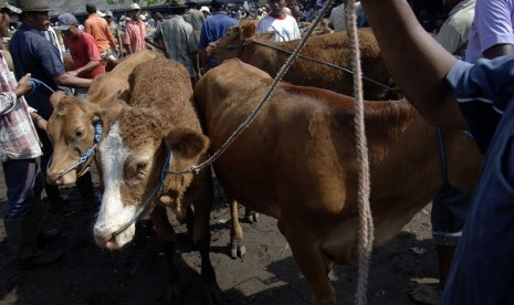 Livestock for Eid al Adha in Ngajuk, East Java (illustration)  