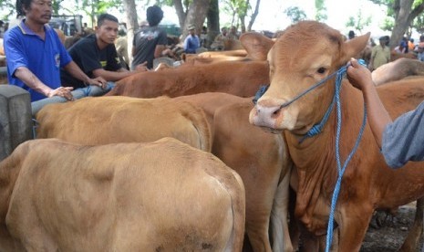 Livestock sale during Eid. (illustration)  