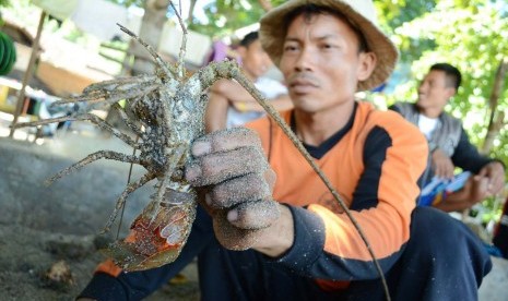 Lobster hasil tangkapan, di Pantai Rancabuaya, Kabupaten Garut, Kamis (24/3). (Republika/Edi Yusuf)