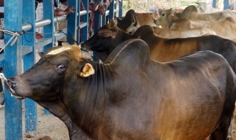 Local livestock  in a farm in Aceh (illustration)  