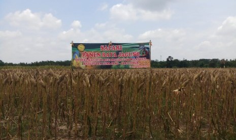 Lokasi panen jagung di Lumajang, Jawa Timur.